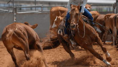 How Can One Choose a Horse for Team Penning?