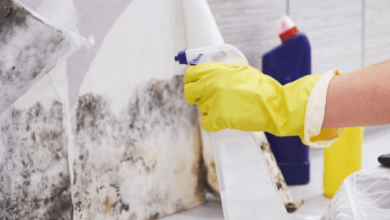 The Importance of Professional Mold Remediation