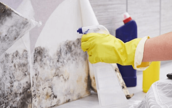 The Importance of Professional Mold Remediation