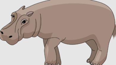 Clipart:Swxtqmxzkxi= Hippopotamus