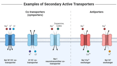 Simple:5ummq_6grbm= Active Transport