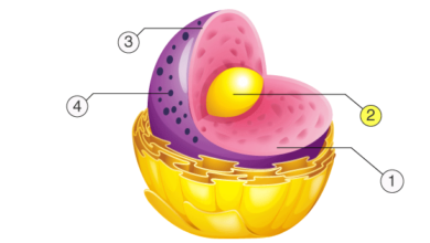 Simple:5x6bh8v2s5q= Nucleolus