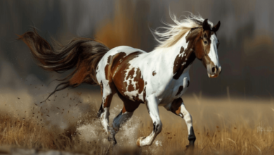 Beautiful:9rmr7xnzchw= Pictures of Horses