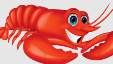 Cute:50vplby8zhk= Lobster