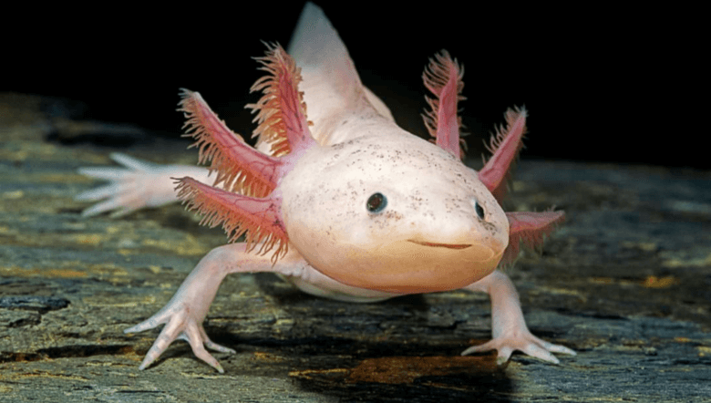 Cute:-F0r1q474vo= Axolotl