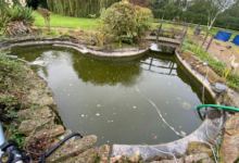 Pond Cleaning in London Professional Services for Healthier and further Beautiful Water Features