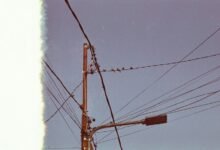 immediate support phone number