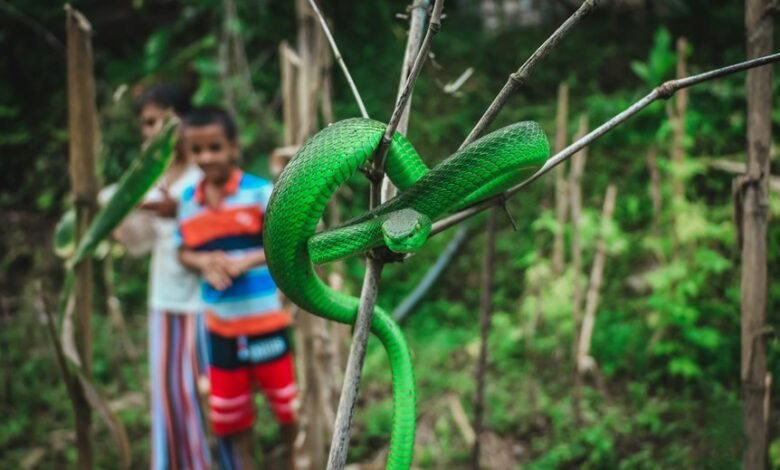 deadly serpent species identified