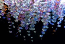 digital flow fusion beam